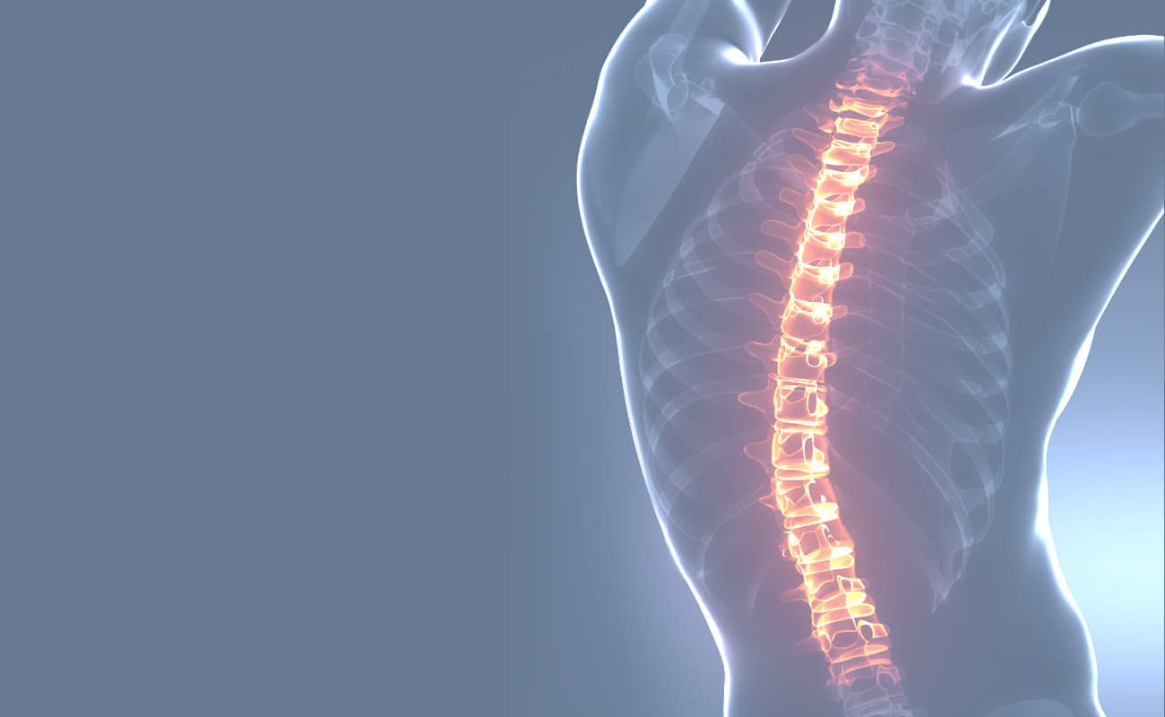 An illustration of the spine